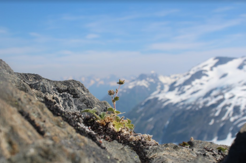 Small plant stands tall on top of Exit Glacier in Seward, Alaska. 