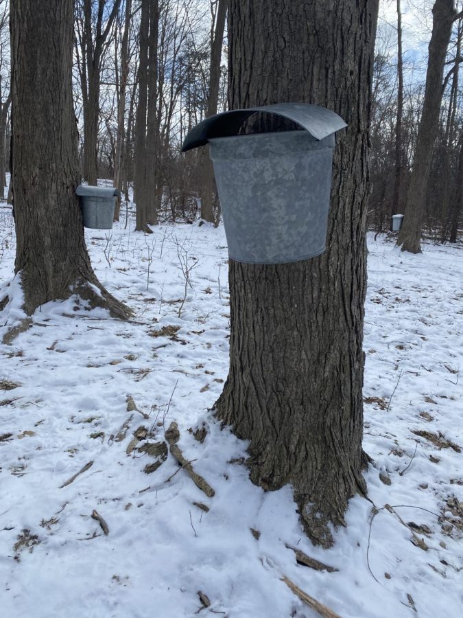 Tapping in to Syrup Season