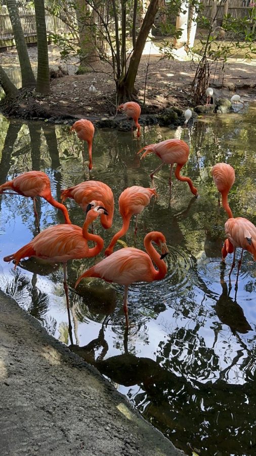 Flamingos at the Palm Beach Zoo