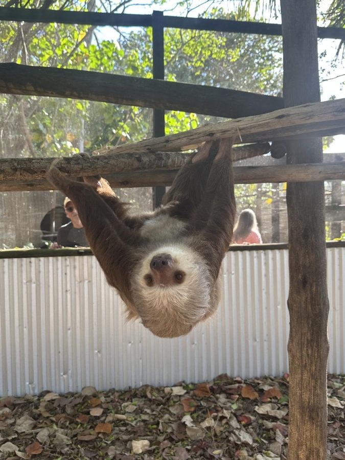 Sloth at the Palm Beach Zoo